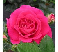 Yougarden Harkness Rose 'precious Lives', Gift Wrapped Floribunda In Established 4 Litre Pot, Mauve Silver Compact Repeat Flowering
