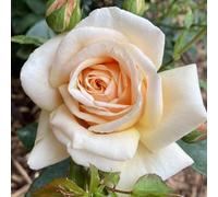 YouGarden Harkness Rose 'Pure Gold', Gift Wrapped Established 4 Litre Pot, Buttery Yellow Fragrant, Repeat Flowering Upright Shrub