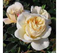 YouGarden Harkness Rose 'Rest In Peace', Established 4 Litre Pot, Yellow Floribunda Repeat Flowering Gift