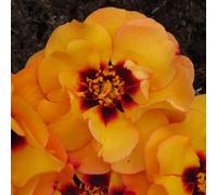 Yougarden Harkness Rose 'rspb Razzlebeedazzle' , 1 X 4 Litre Potted Rose, Ready To Plant