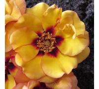 YouGarden Harkness Rose 'RSPB RazzleBEEdazzle!' ®, 1 x 4 Litre Potted Rose, Ready to Plant, Shrub Rose