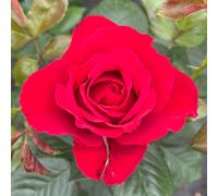 YouGarden Harkness Rose 'Ruby 40th Wedding Wrapped 4 Litre Pot