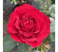 YouGarden Harkness Rose 'Ruby 40th Wedding Wrapped 4 Litre Pot