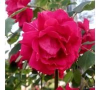 YouGarden Harkness Rose 'Ruby Wedding Celebration', Established Plant in 3-4L Pot, Ready to Plant, Red Rose for Pots, Beds, and Borders, Summer to Autumn Flowering Patio Rose