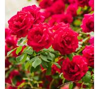 YouGarden Harkness Rose 'Ruby Wedding Celebration', Established Plant in 4L Pot, Ready to Plant, Red Rose for Pots, Beds, and Borders, Summer to Autumn Flowering Patio Rose