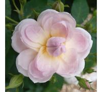 Yougarden Harkness Rose 'sense And Sensibility' , 4L Potted, Ready To Plant