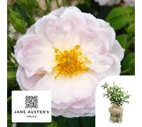 Yougarden Harkness Rose 'sense And Sensibility' , Gift Wrapped, 3L Potted, Ready To Plant