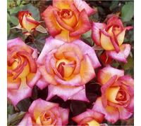 Yougarden Harkness Rose 'sheila's Perfume', Gift Wrapped Established Plant In 4 Litre Pot, Ready To Plant, Potted Rose For Containers, Beds,