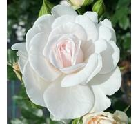 YouGarden Rose Silver Wedding 25th Anniversary. (4L Pot) 4L Pot White
