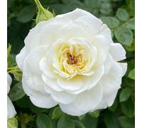 YouGarden Rose Silver Wedding Celebration (4L Pot) 4L Pot White