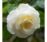 YouGarden Rose Silver Wedding Celebration (4L Pot) 4L Pot White