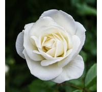 Yougarden Harkness Rose 'silver Wedding Celebration', Gift Wrapped Established Plant In 4 Litre Pot, Ready To Plant Patio Bush Rose With P