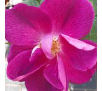 Yougarden Harkness Rose 'simply Sumptuous', Gift Wrapped Climbing Rose, 4 Litre Pot, Ready To Plant Garden Colour