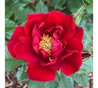 YouGarden Harkness Rose 'Special Dad' ®, Potted in a 4 Litre Pot, Ready To Be Planted Out