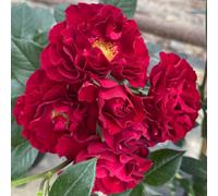Yougarden Harkness Rose 'special Grandad' ™, Gift Wrapped 4 Litre Pot, Ready To Plant Bush Rose, Bright Red Fragrant Flowers, To Grow In Pot