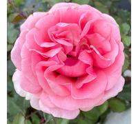 YouGarden Harkness Rose 'Special Grandma', Gift Wrapped Established Rose Plant in 4 Litre Pot, Ready to Plant, For Pots, Beds, and Borders, Garden Plants Gift Wrapped