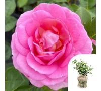 Yougarden Harkness Rose 'special Mum' Gift Wrapped 4 Litre Potted Rose, Garden Ready, The Perfect Gift