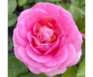 YouGarden Harkness Rose 'Special Mum', Gift Wrapped Established Rose Plant in 4 Litre Pot, Ready to Plant, For Pots, Beds, and Borders, Garden Plants Gift Wrapped
