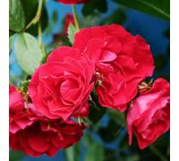 YouGarden Harkness Rose 'Special Son' ™, Gift Wrapped Established Rose in 4 Litre Pot, Ready to Plant, Beds, and Borders, Summer to Autumn Flowers