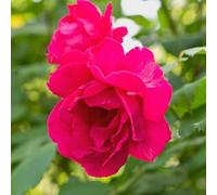 YouGarden Harkness Rose 'Special Son' ™, Gift Wrapped Established Rose in 4 Litre Pot, Ready to Plant, Beds, and Borders, Summer to Autumn Flowers