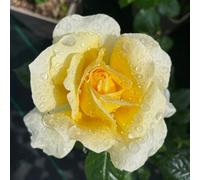 YouGarden Harkness Rose 'St Rita' 4 Litre Pot