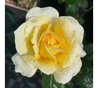 YouGarden Harkness Rose 'St Rita' 4 Litre Pot