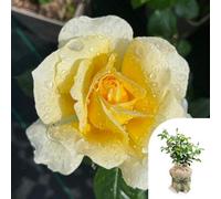 Yougarden Harkness Rose 'st Rita' Gift Wrapped 4 Litre Pot