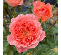 Yougarden Harkness Rose 'sweet Wonder', Gift Wrapped Established Rose In 3 Litre Pot, Ready To Plant, For Pots, Beds, And Borders, Deep Apri
