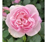 YouGarden Rose Thank you (4L Pot) 4L Pot Pink