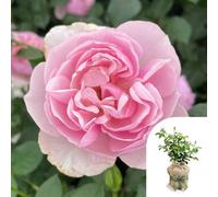 Yougarden Harkness Rose 'thank You' ™, 4 Litre Pot, Gift Wrapped