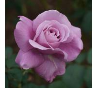 Yougarden Harkness Rose 'the Birthday Boy' ™, Gift Wrapped Hybrid Tea Bush 4 Litre Pot Fragrant Large Blooms Gift Ready