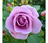 YouGarden Harkness Rose 'The Birthday Boy' ™, Hybrid Tea Bush 4 Litre Pot Fragrant Large Blooms Gift Ready
