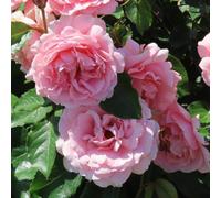 Yougarden Harkness Rose 'the Princess Bella' 4 Litre Pot
