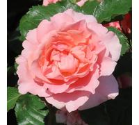 YouGarden Harkness Rose 'The Princess Bella' Gift Wrapped 4 Litre Pot