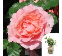 Yougarden Harkness Rose 'the Princess Bella' Gift Wrapped 4 Litre Pot