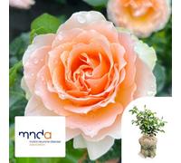 Yougarden Harkness Rose The Rob Burrow Mnd Rose, Gift Wrapped 4 Litre Potted, Ready To Plant