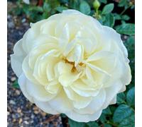 Yougarden Harkness Rose 'the Royal Philharmonic Orchestra' Gift Wrapped Celebration Rose, Established Rose In 4 Litre Pot, Ready To Plant, F
