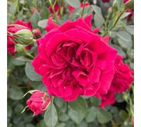 YouGarden Harkness Rose 'Times Past' ®, Floribunda 4 Litre Pot Red Blooms Strong Fragrance