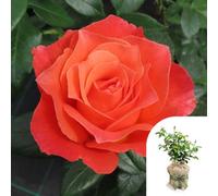 Yougarden Harkness Rose 'to Absent Friends', Gift Wrapped Established Bush Rose In 4L Pot, Ready To Plant, Summer To Autumn Flowering Gift R