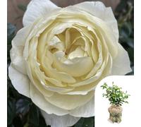 Yougarden Harkness Rose 'true Love', Gift Wrapped Established Rose In 4 Litre Pot, Ready To Plant, For Beds, Borders, And Pots