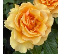 YouGarden Harkness Rose 'Unconditional Love', 4 Litre Potted
