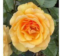YouGarden Harkness Rose 'Unconditional Love', 4 Litre Potted
