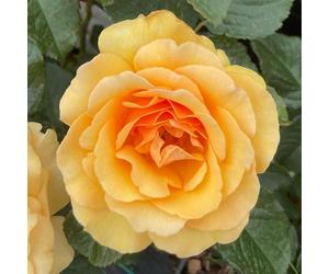 YouGarden Harkness Rose 'Unconditional Love', 4 Litre Potted