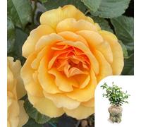 Yougarden Harkness Rose 'unconditional Love', 4 Litre Potted, Gift Wrapped