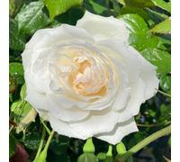 YouGarden Harkness Rose 'With Love' ™, Gift Wrapped Established Rose in 4 Litre Pot, Ready to Plant