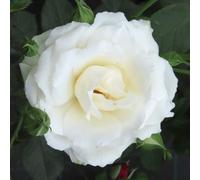 Yougarden Harkness Rose 'your Wedding Day' ™, Gift Wrapped Established Rose In 4 Litre Pot, A Great Wedding Gift, Ready To Plant And Display