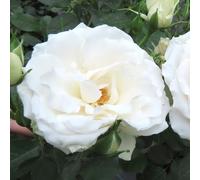 YouGarden Harkness Rose 'Your Wedding Day' ™, Gift Wrapped Established Rose in 4 Litre Pot, A Great Wedding Gift, Ready to Plant and Display