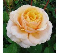 YouGarden Harkness Rose 'You're One In A Million' ®, Gift Wrapped Established 4 Litre Pot, Gold Fragrant, Repeat Flowering, Gift Shrub