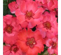 Yougarden Harkness Roses 'a Sight For Sore Eyes' ™ Rose, Established Plant In 4 Litre Pot, Colour Changing Shrub, Ready To Plant