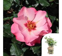 Yougarden Harkness Roses 'a Sight For Sore Eyes' ™ Rose, Gift Wrapped, Established Plant In 4 Litre Pot, Colour Changing Shrub, Ready To Pla